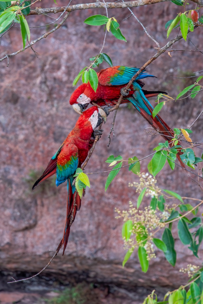 Red-and-green Macaw - ML486176221