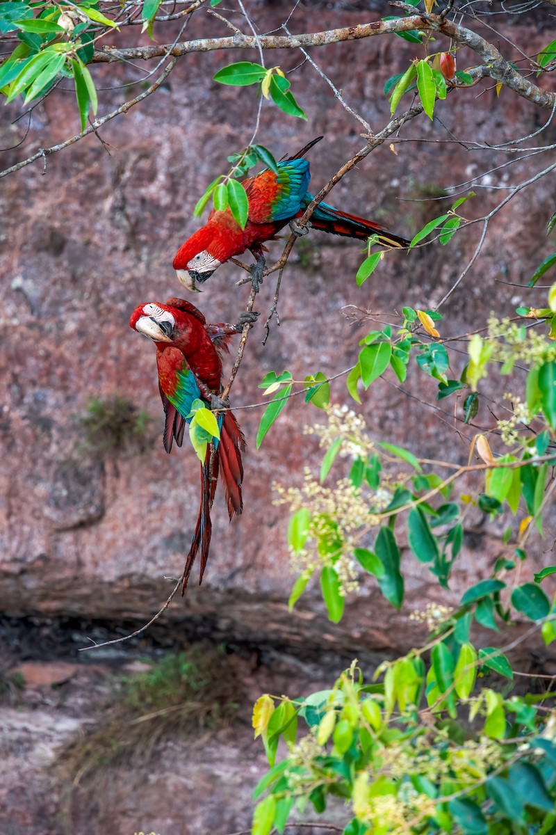 Red-and-green Macaw - ML486176331