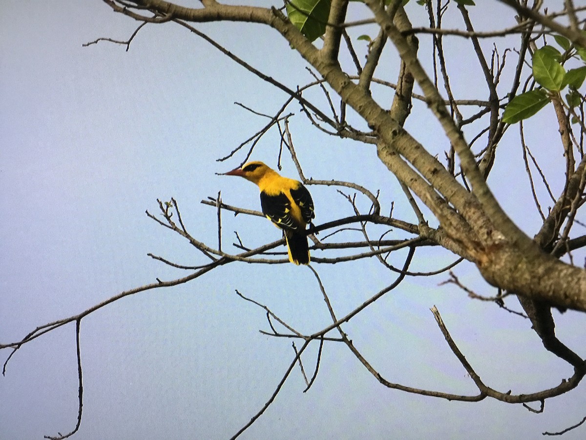 Indian Golden Oriole - ML486177781