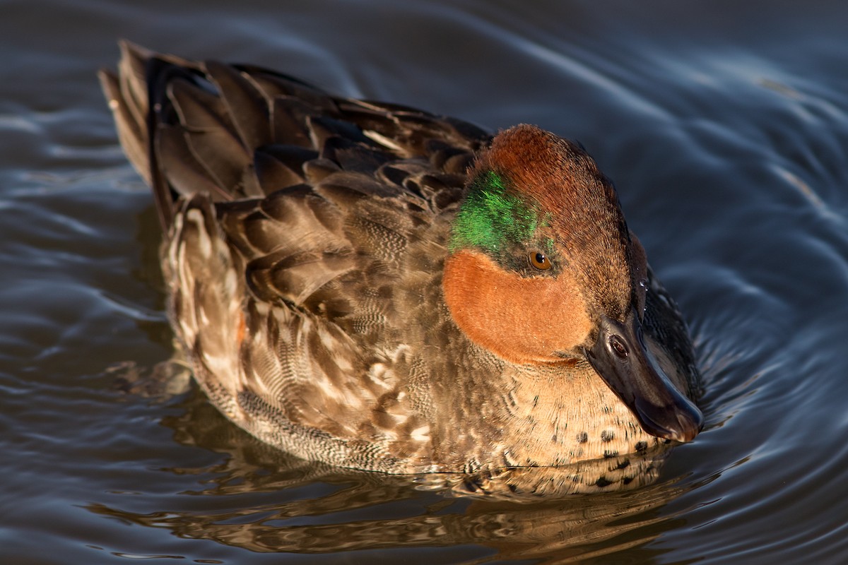Green-winged Teal - ML48617991