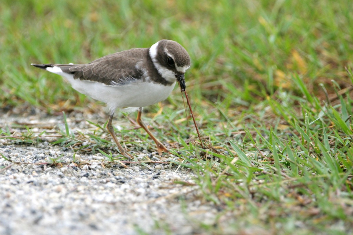 Semipalmated Plover - ML486182261