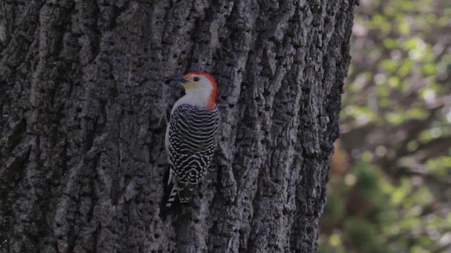Red-bellied Woodpecker - ML486183
