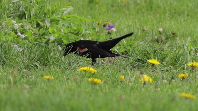 Red-winged Blackbird (Red-winged) - ML486185