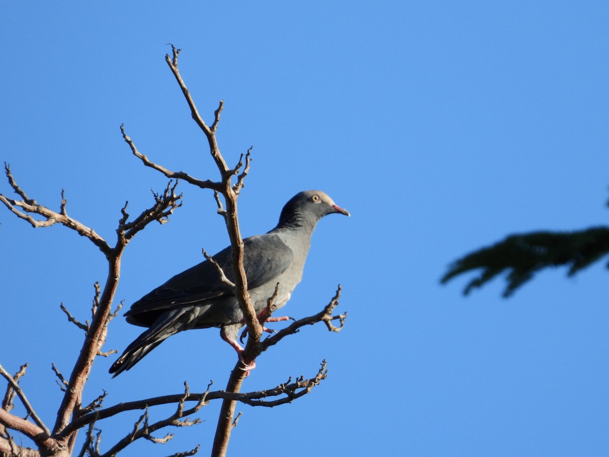 White-crowned Pigeon - ML486189671