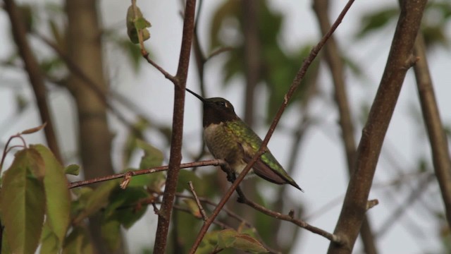 Ruby-throated Hummingbird - ML486192