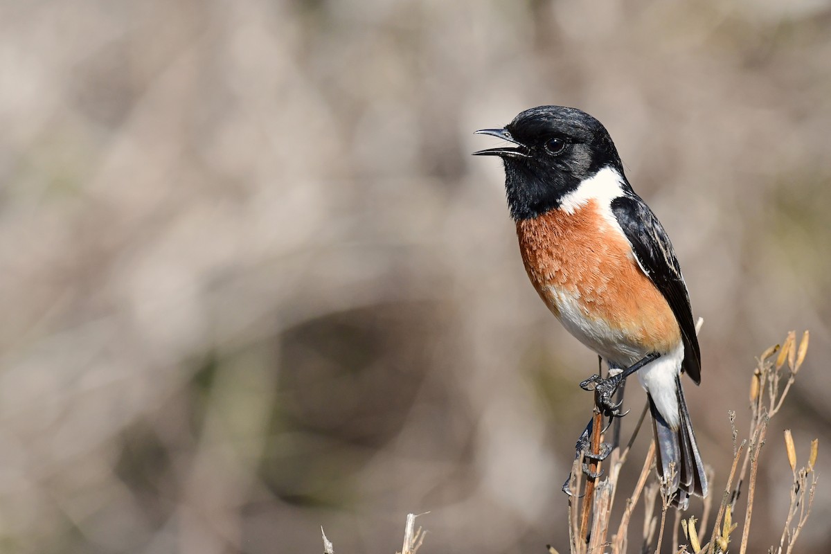 African Stonechat (African) - ML486193511