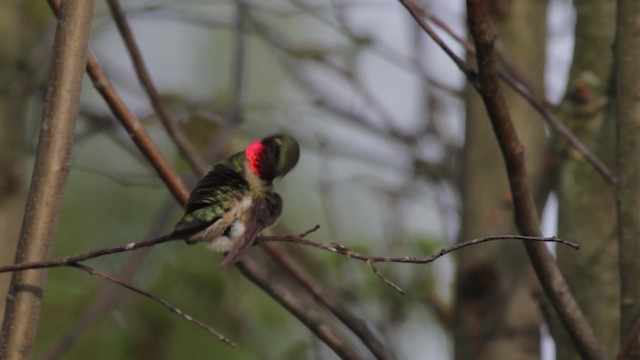 Ruby-throated Hummingbird - ML486194