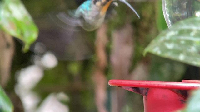 kolibřík šedobřichý - ML486196841