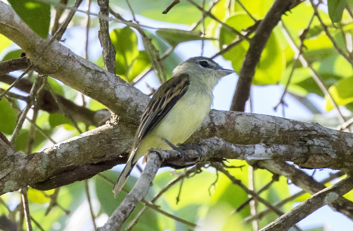 eBird Checklist - 3 Sep 2022 - Tranquilla (poblado) - 3 species