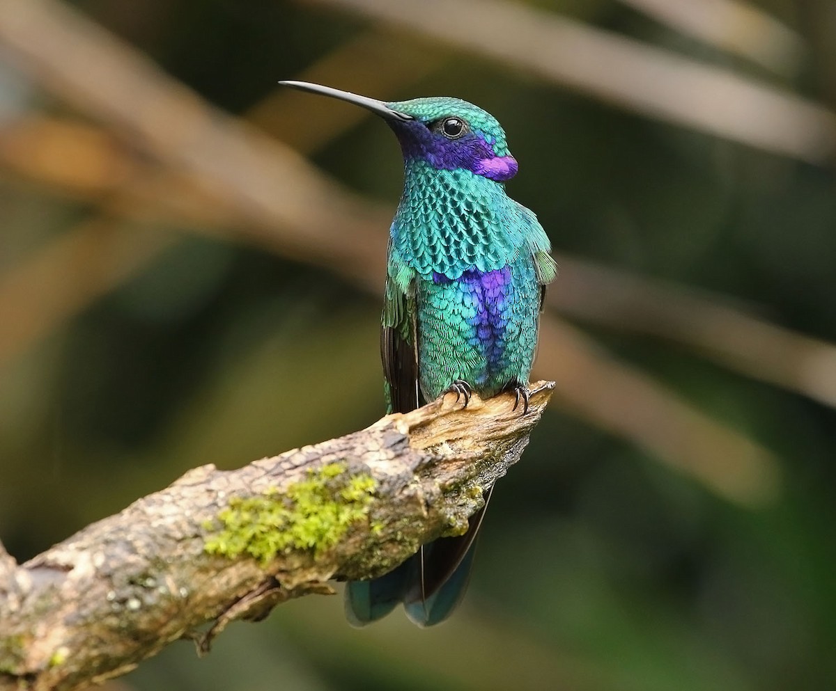 kolibřík modrolící - ML486202341