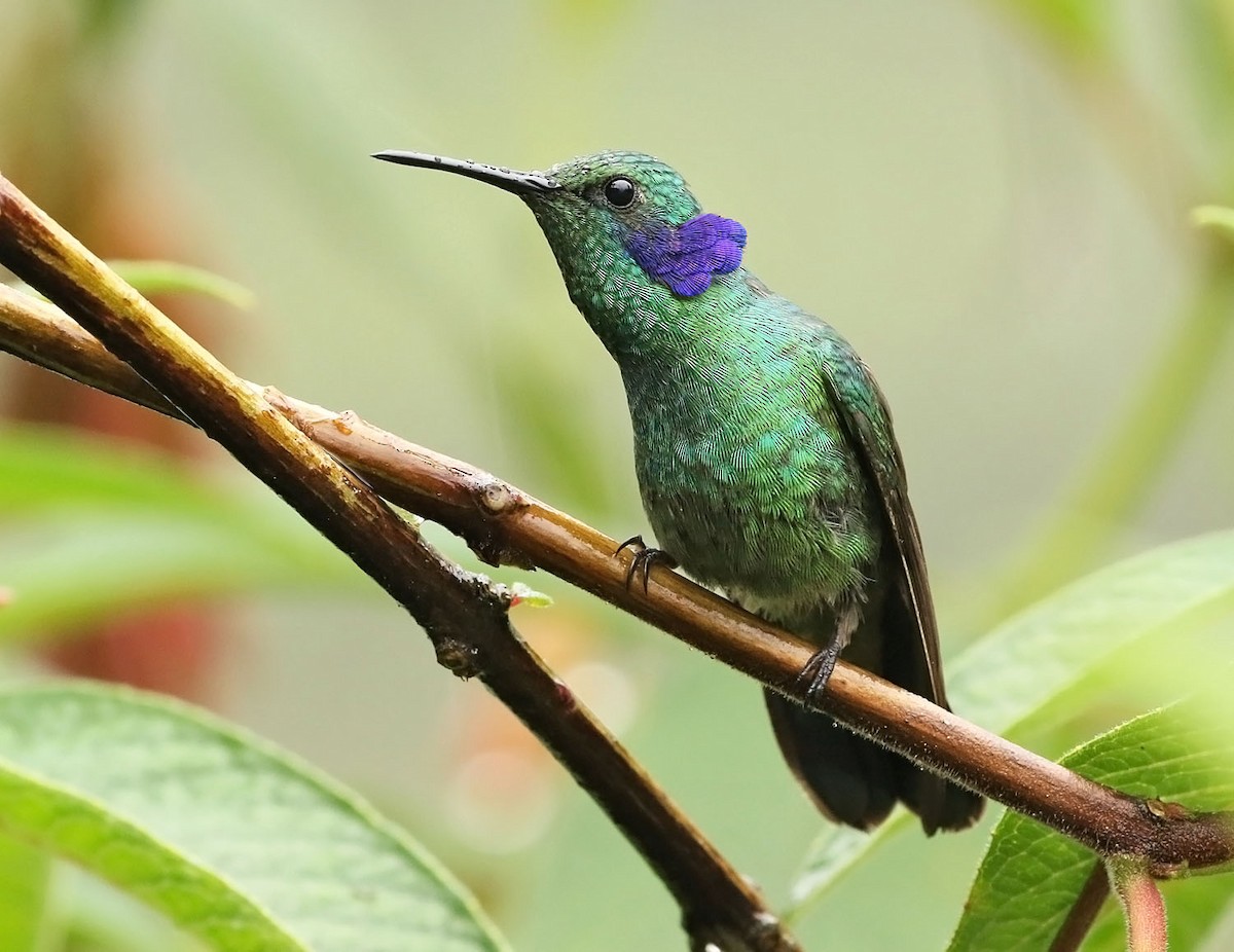 kolibřík modrouchý - ML486202461