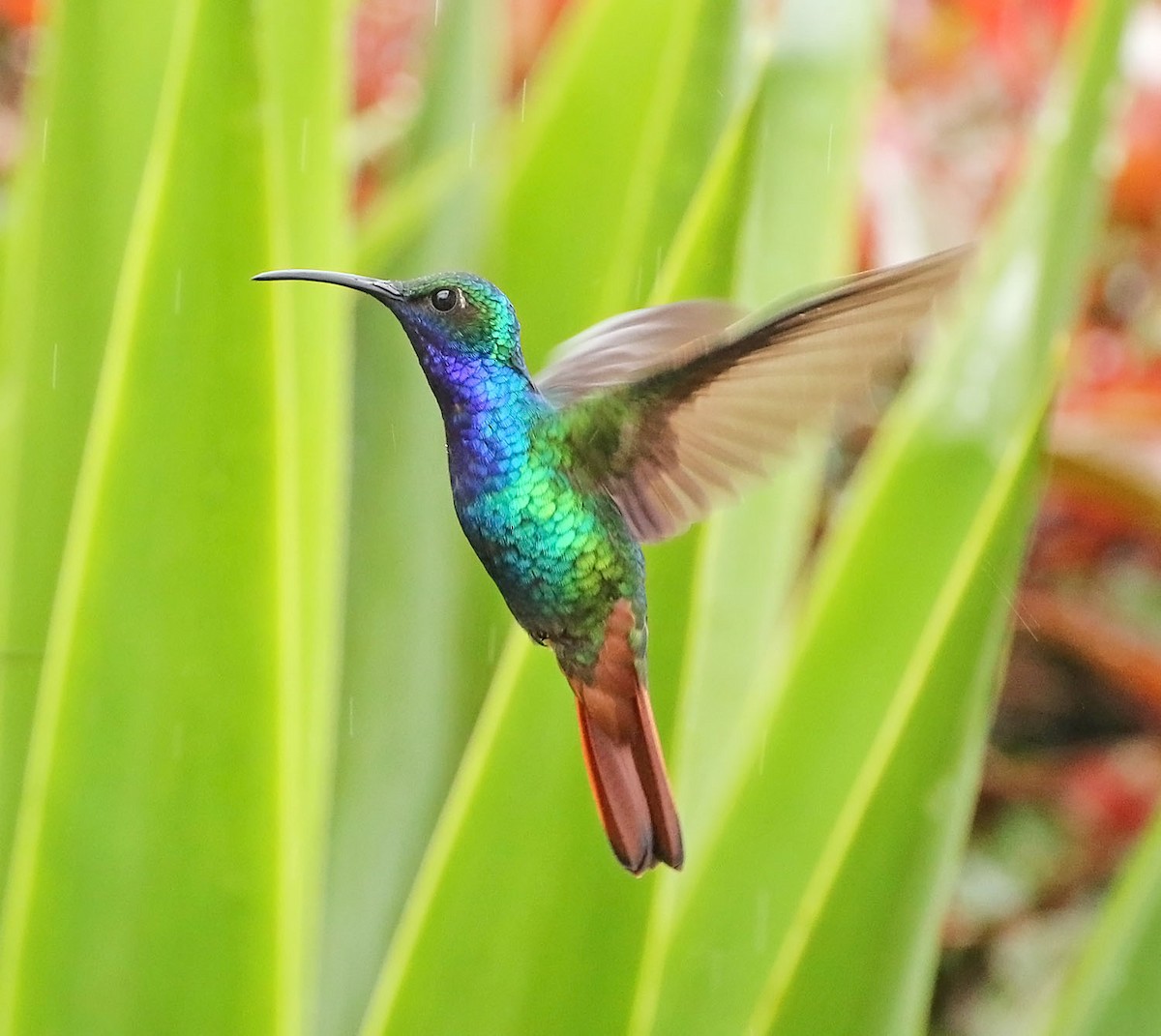 kolibřík azurovoprsý - ML486202961
