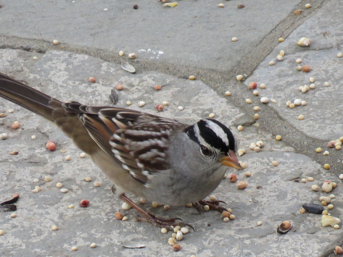 White-crowned Sparrow - ML486207351