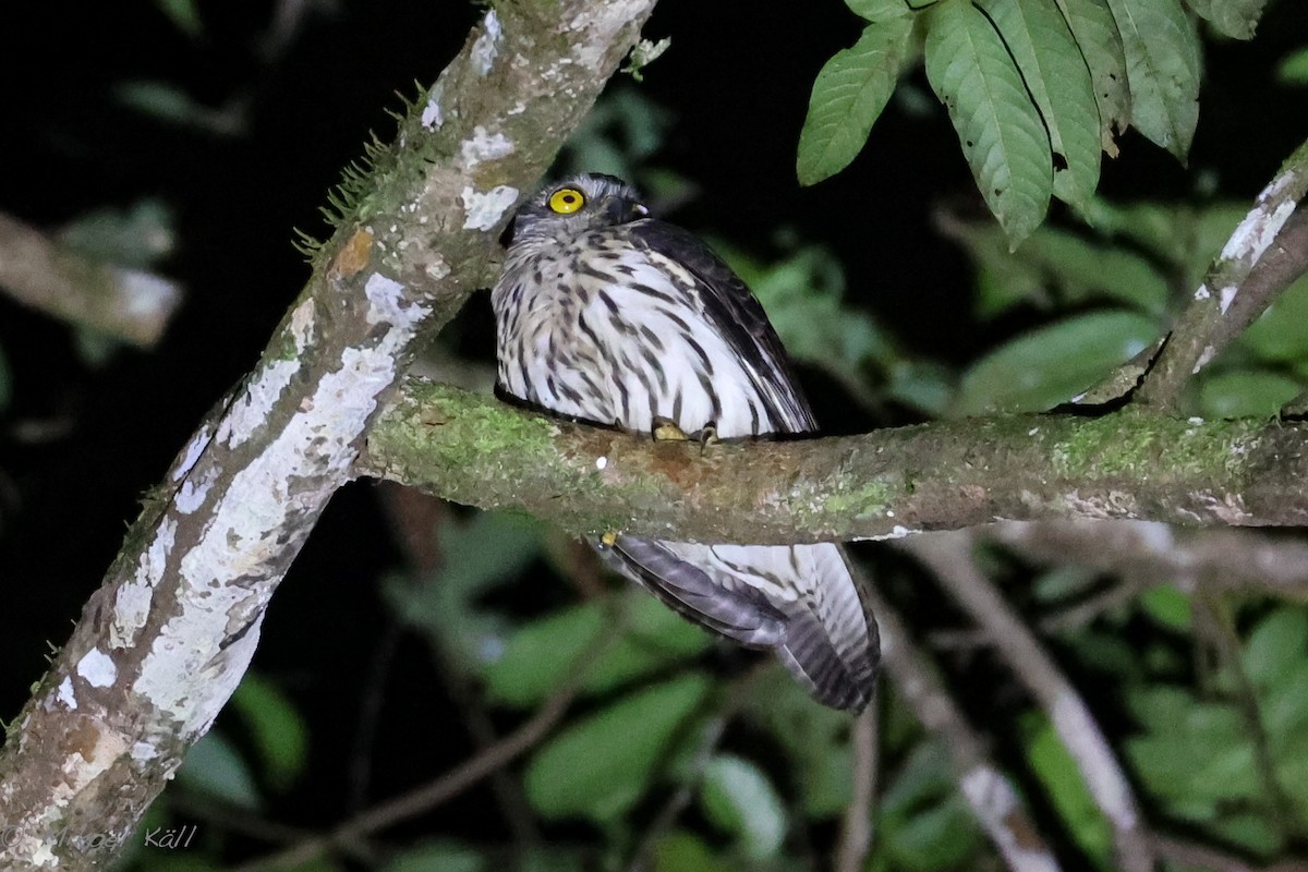 Papuan Owl - ML486209531