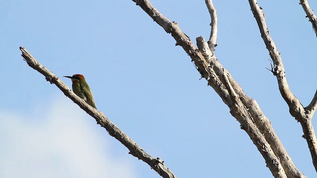 Rainbow Bee-eater - ML486215
