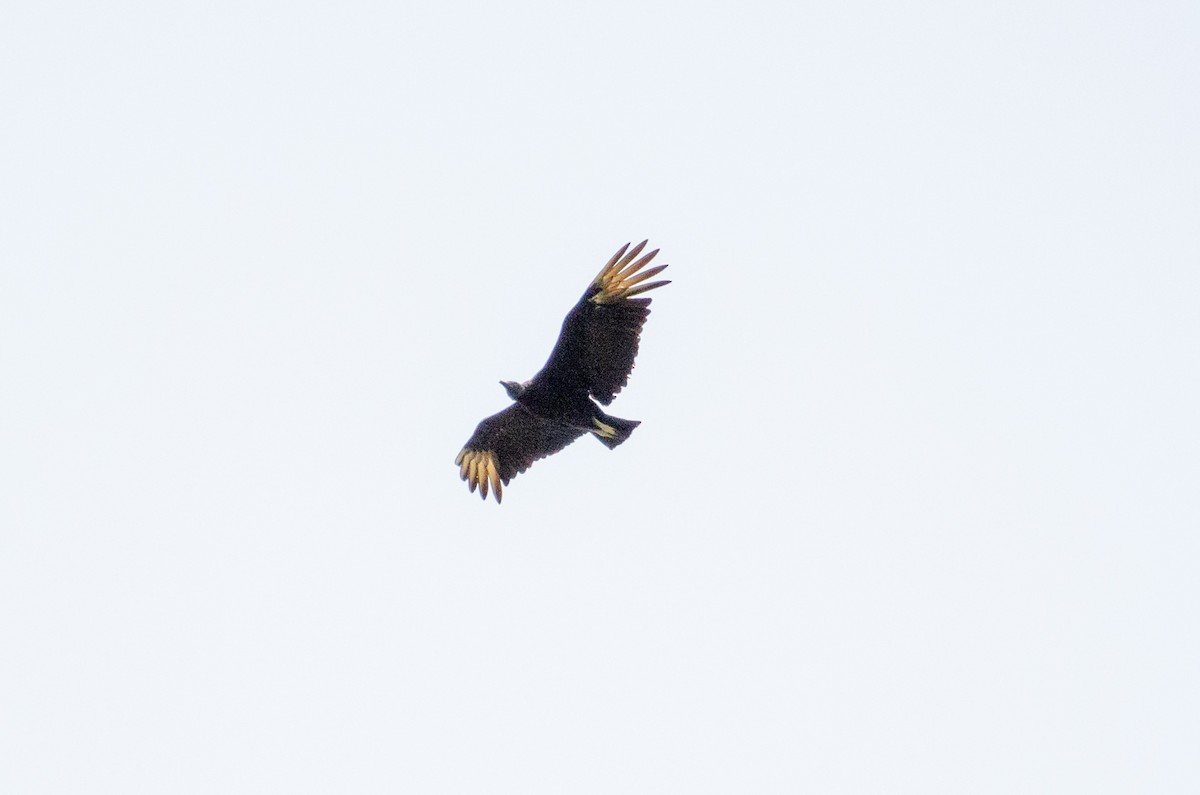 Black Vulture - ML486218311