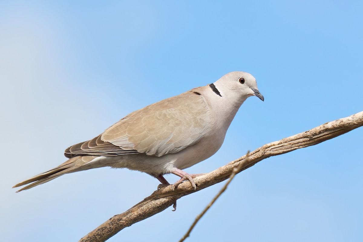 Eurasian Collared-Dove - Grigory Heaton