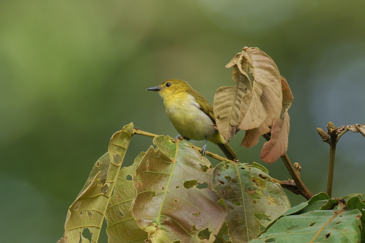 Black-and-yellow Tanager - ML486224731