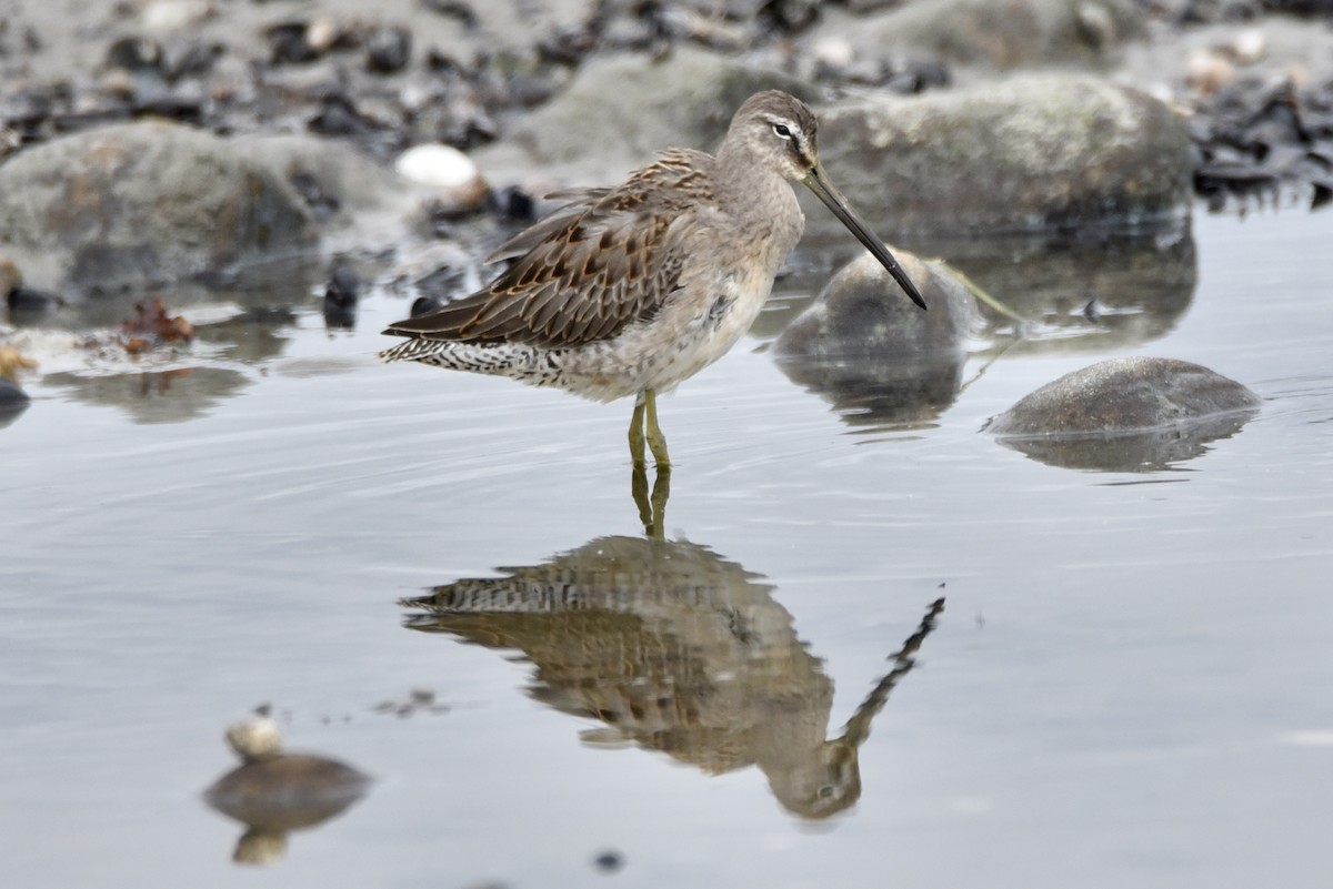 Long-billed Dowitcher - ML486227671