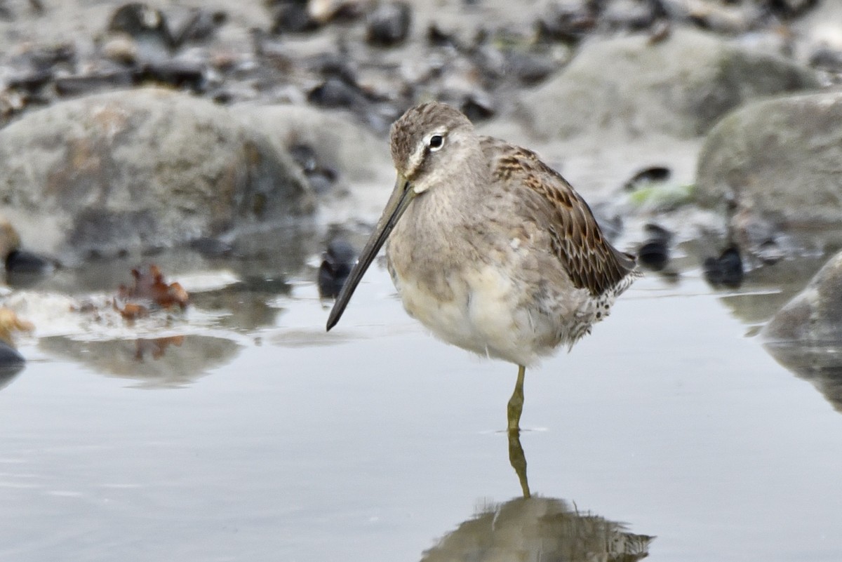 Long-billed Dowitcher - ML486227981
