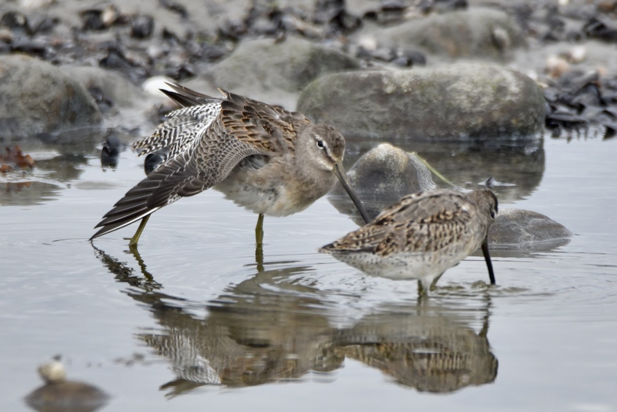Long-billed Dowitcher - ML486228081