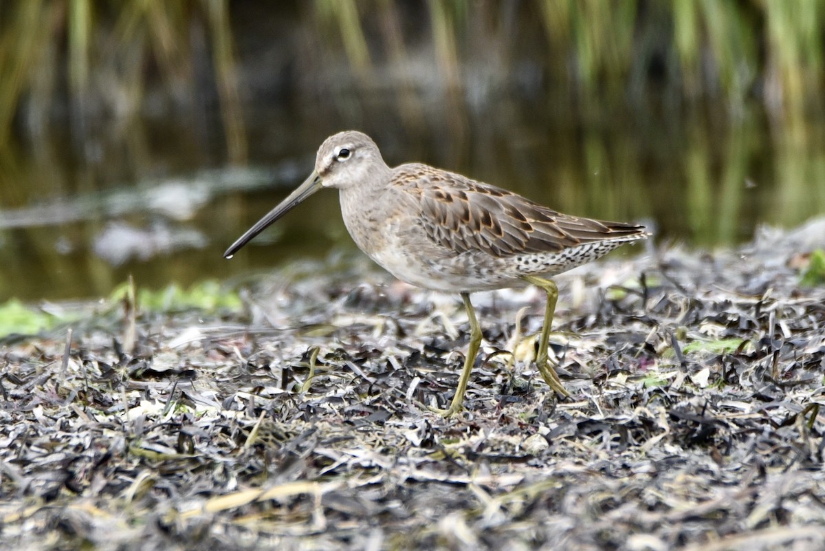 Long-billed Dowitcher - ML486228191