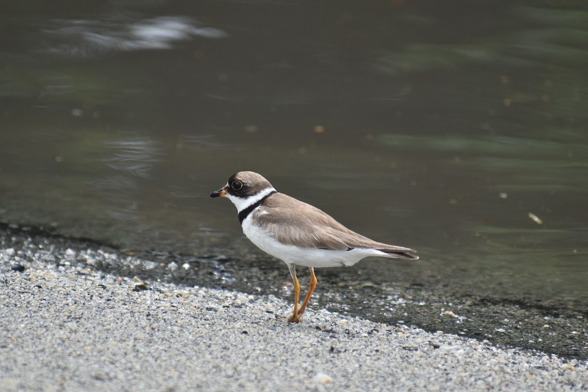 Semipalmated Plover - ML486228251