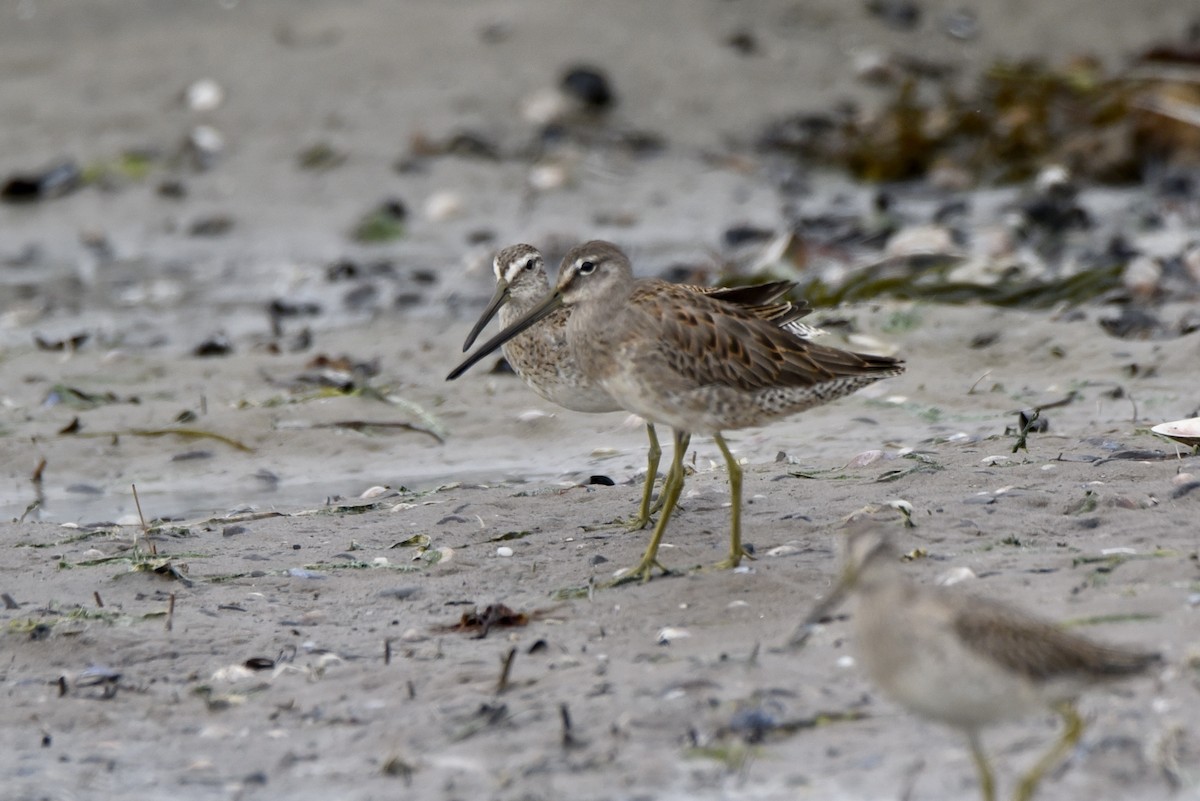 Long-billed Dowitcher - ML486228281