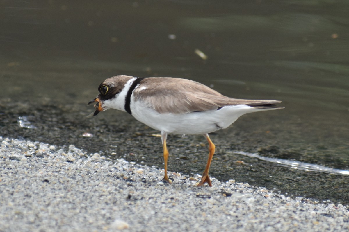Semipalmated Plover - ML486228351