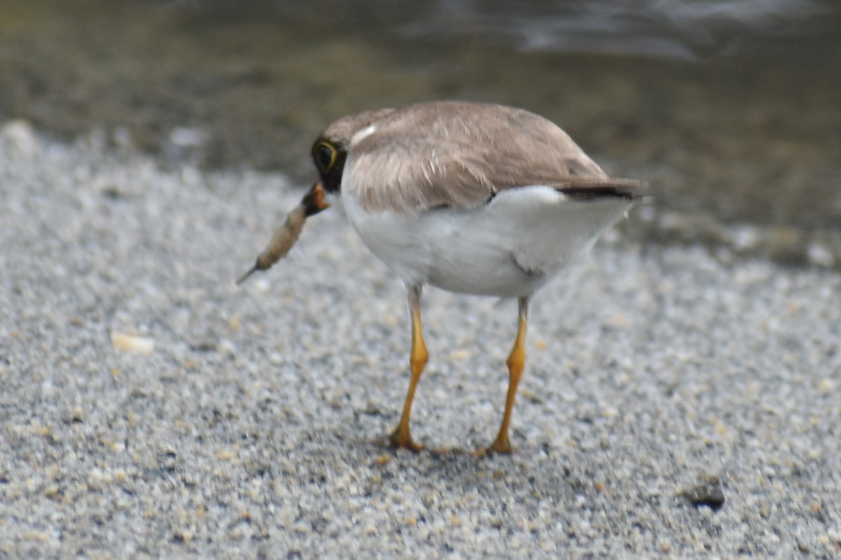 Semipalmated Plover - ML486228361