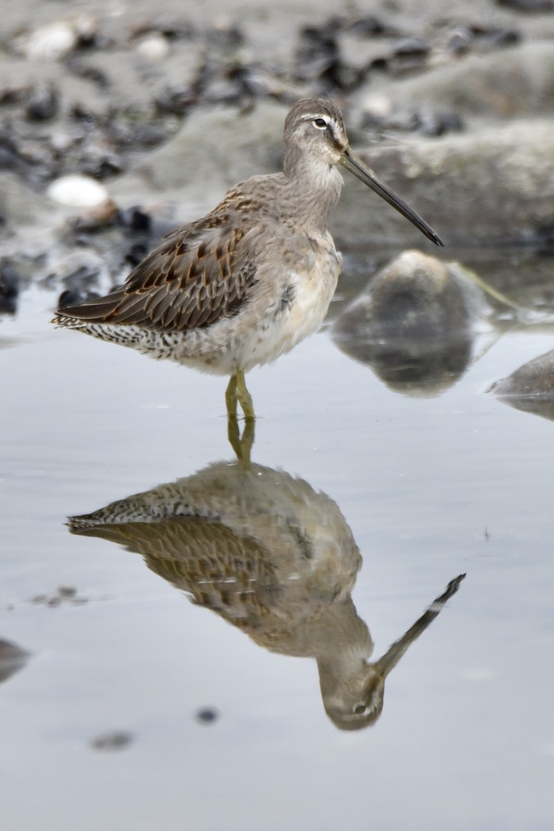 Long-billed Dowitcher - ML486228401