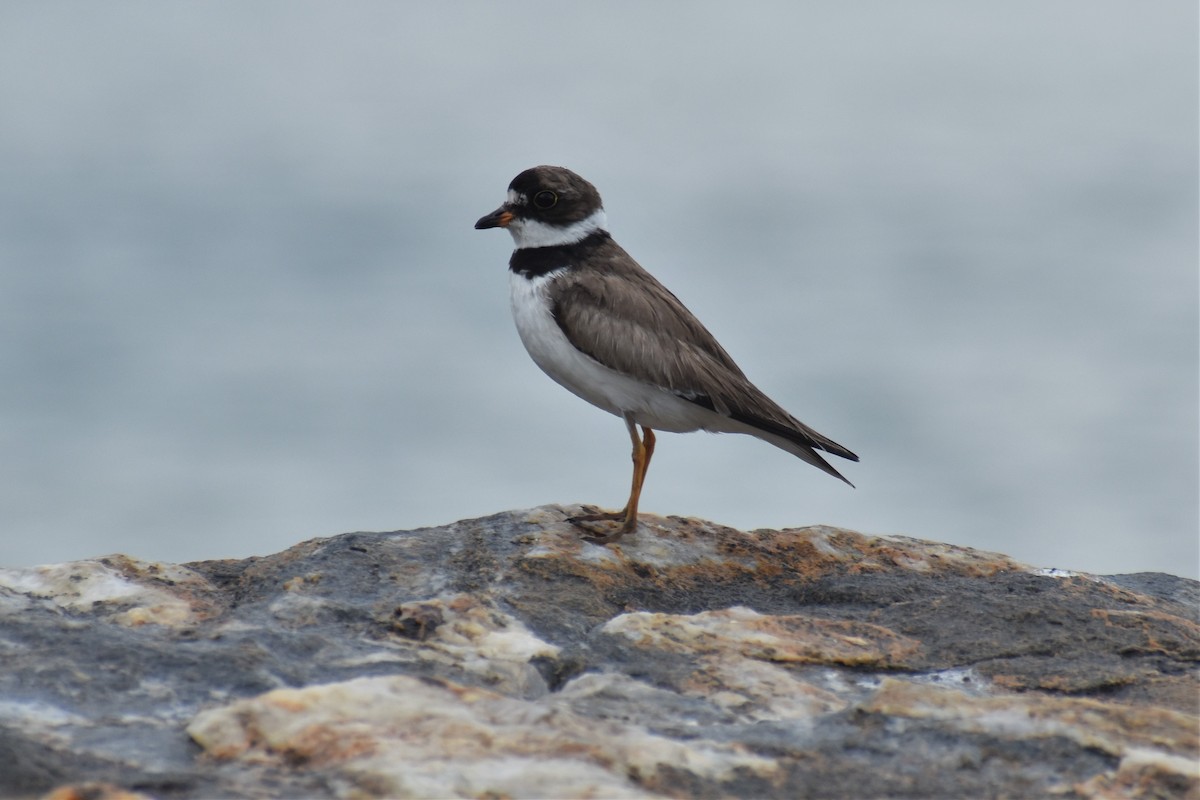 Semipalmated Plover - ML486229451