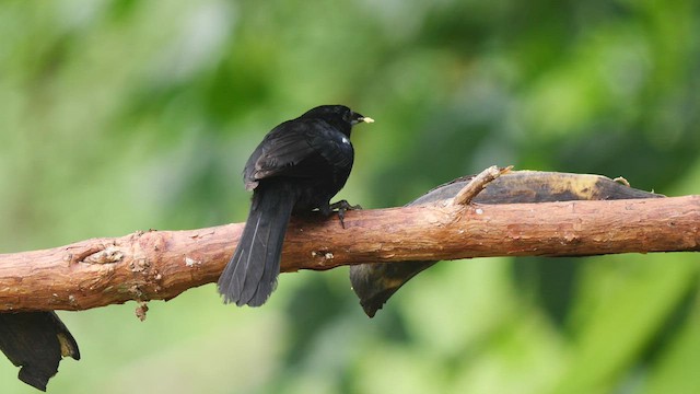 White-lined Tanager - ML486230741