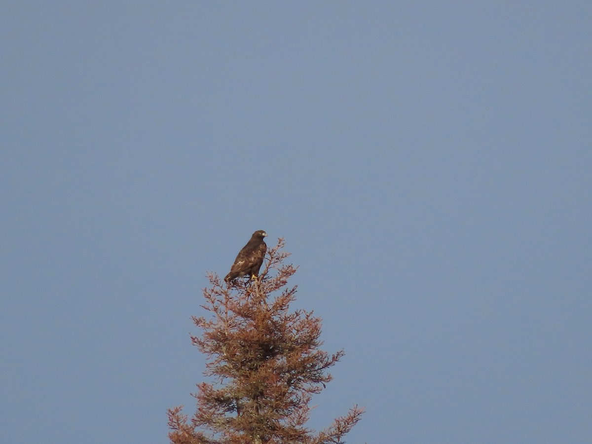 Red-tailed Hawk (Harlan's) - ML486234961