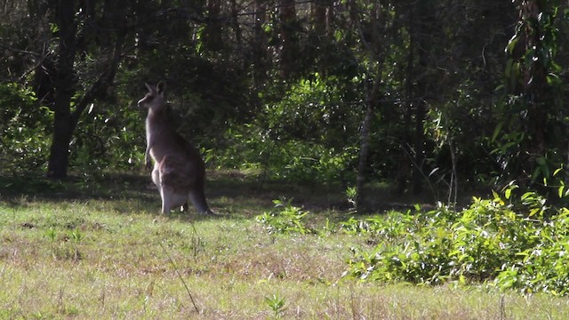 Eastern Grey Kangaroo - ML486235