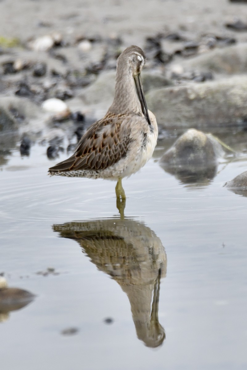 Long-billed Dowitcher - ML486235371