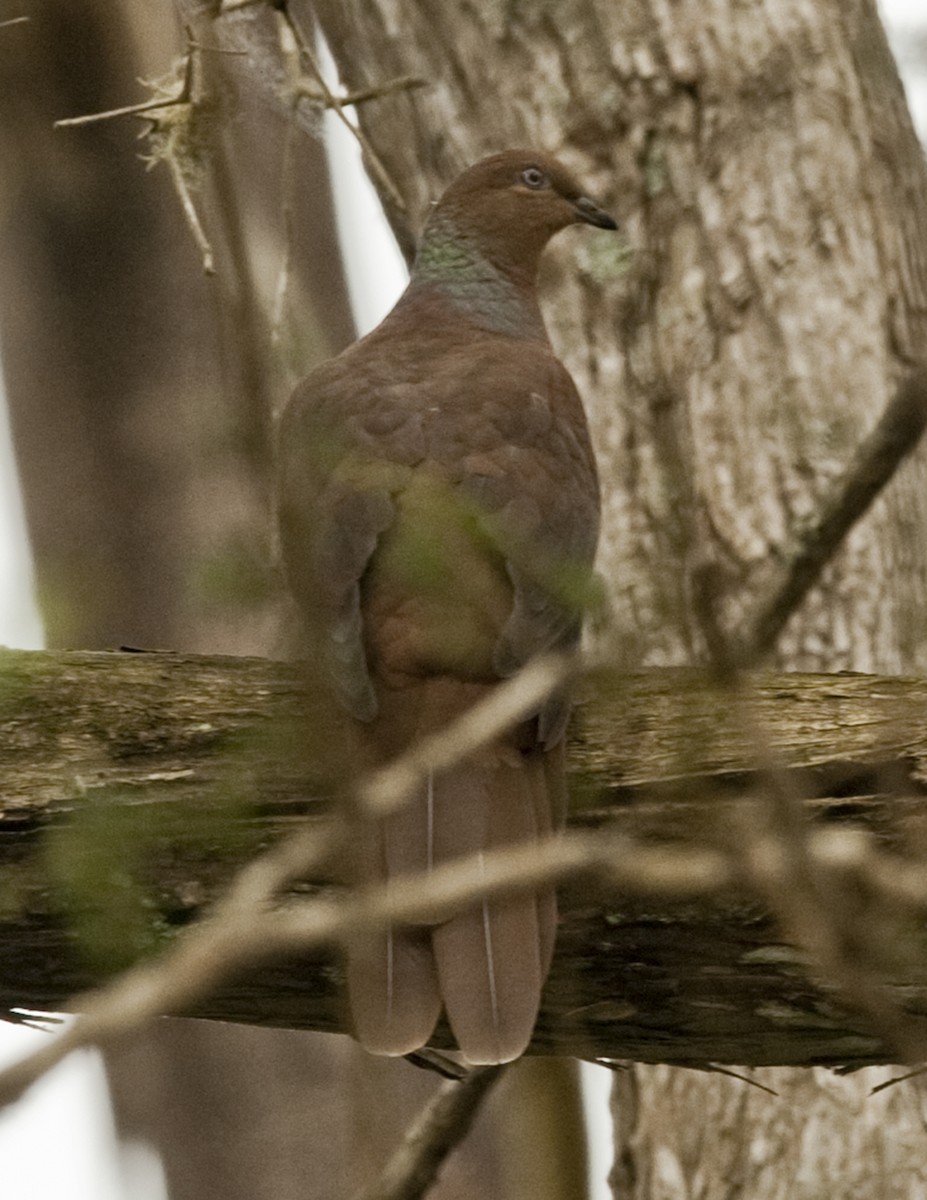 Brown Cuckoo-Dove - Ken Langelier