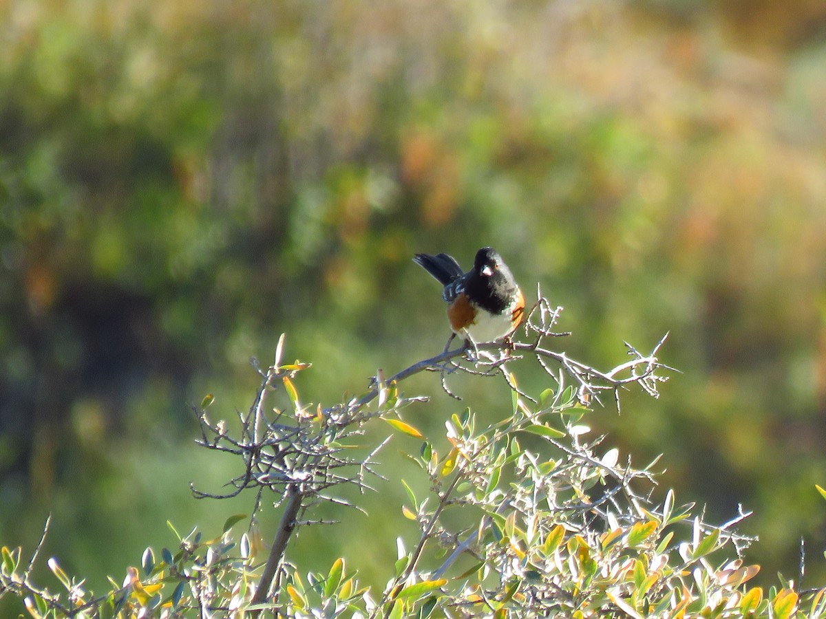 Spotted Towhee - ML486245851