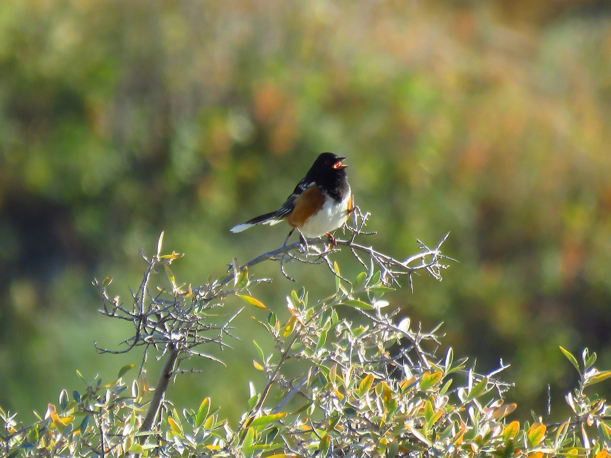 Spotted Towhee - ML486245861