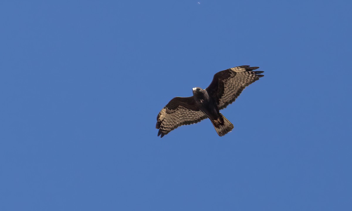 Red-tailed Hawk (Harlan's) - ML486251311