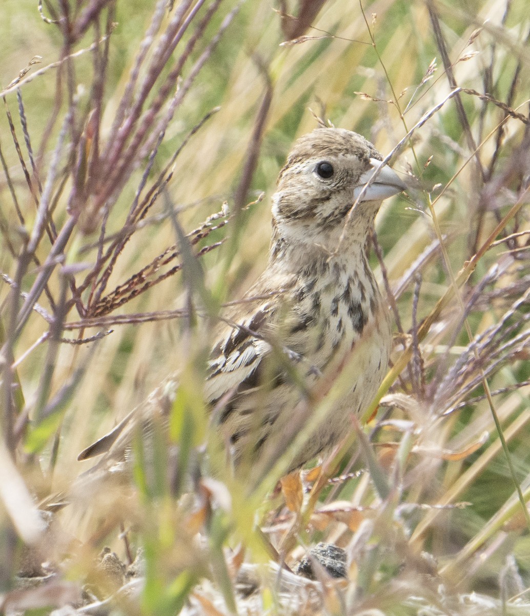 Ebird Pacific Northwest Checklist Sep Lark Bunting Stakeout