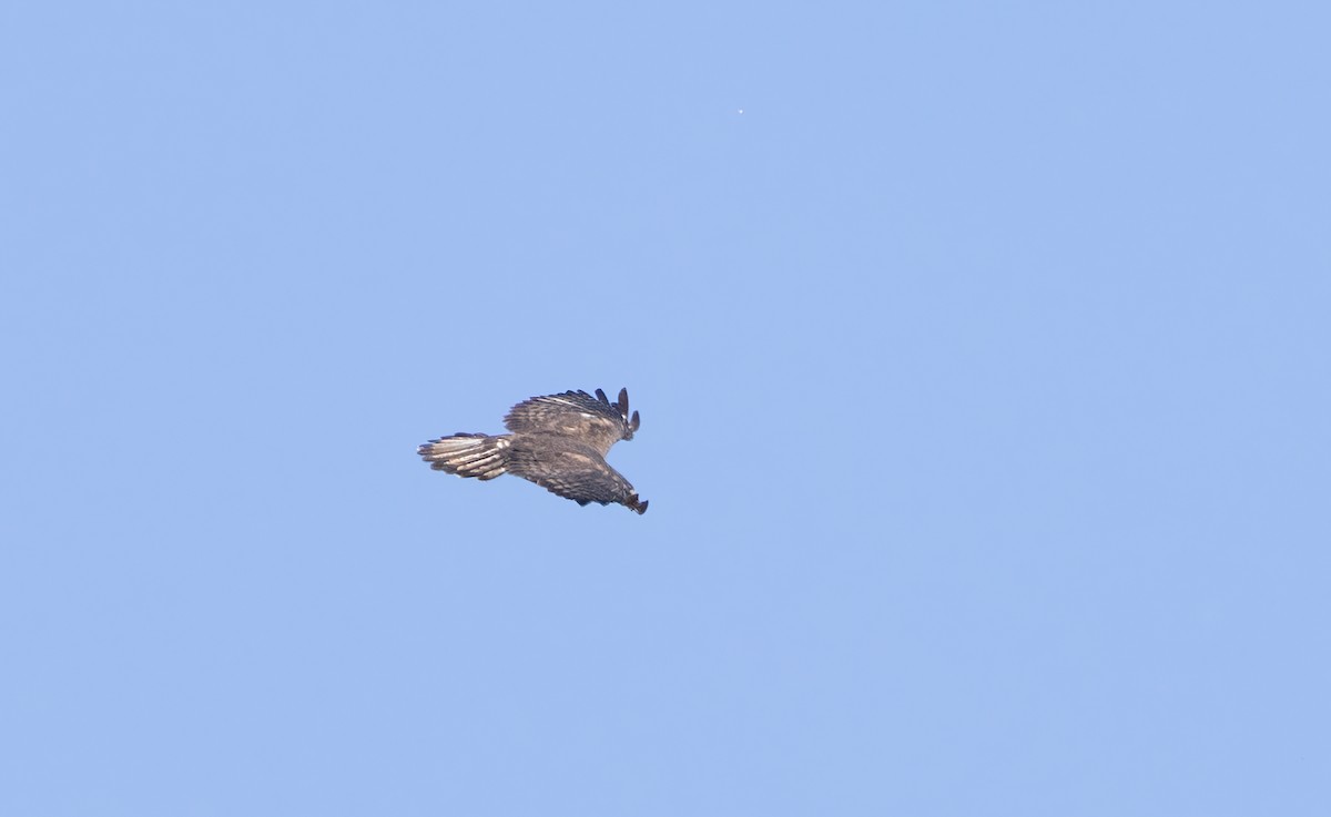 Red-tailed Hawk (Harlan's) - ML486252261