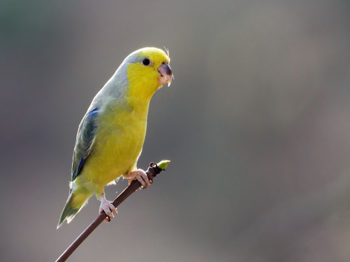 Yellow-faced Parrotlet - ML486257191