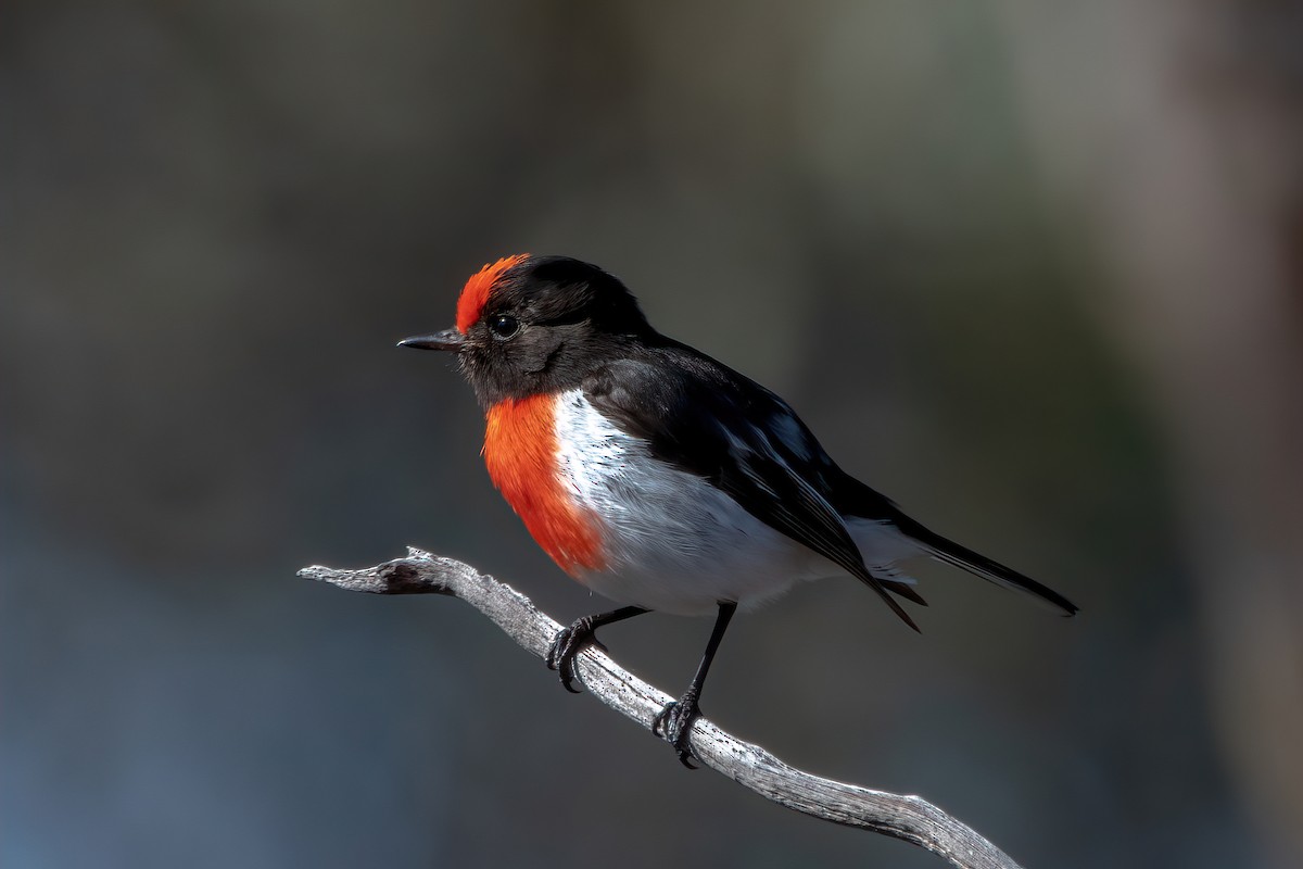 Red-capped Robin - ML486259051