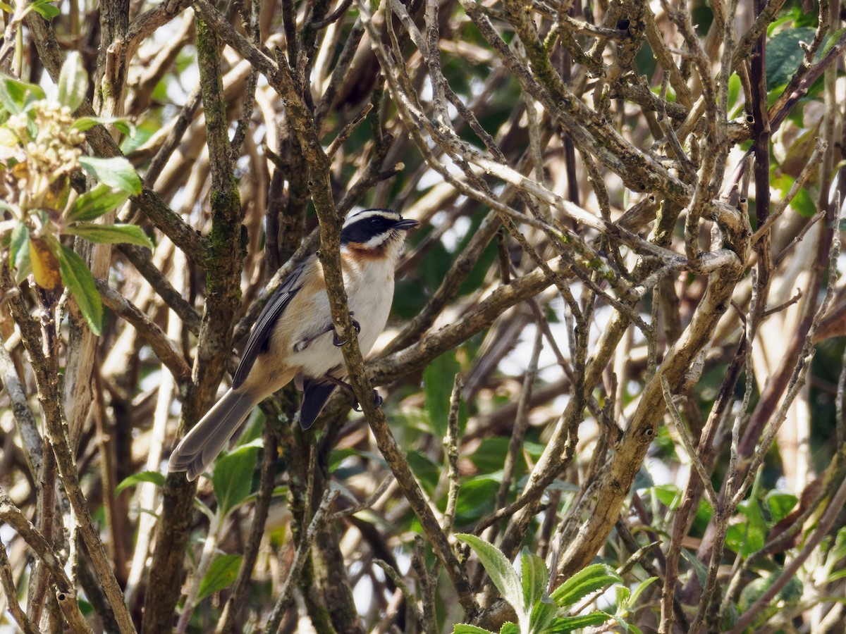 Plain-tailed Warbling Finch - Nick Athanas