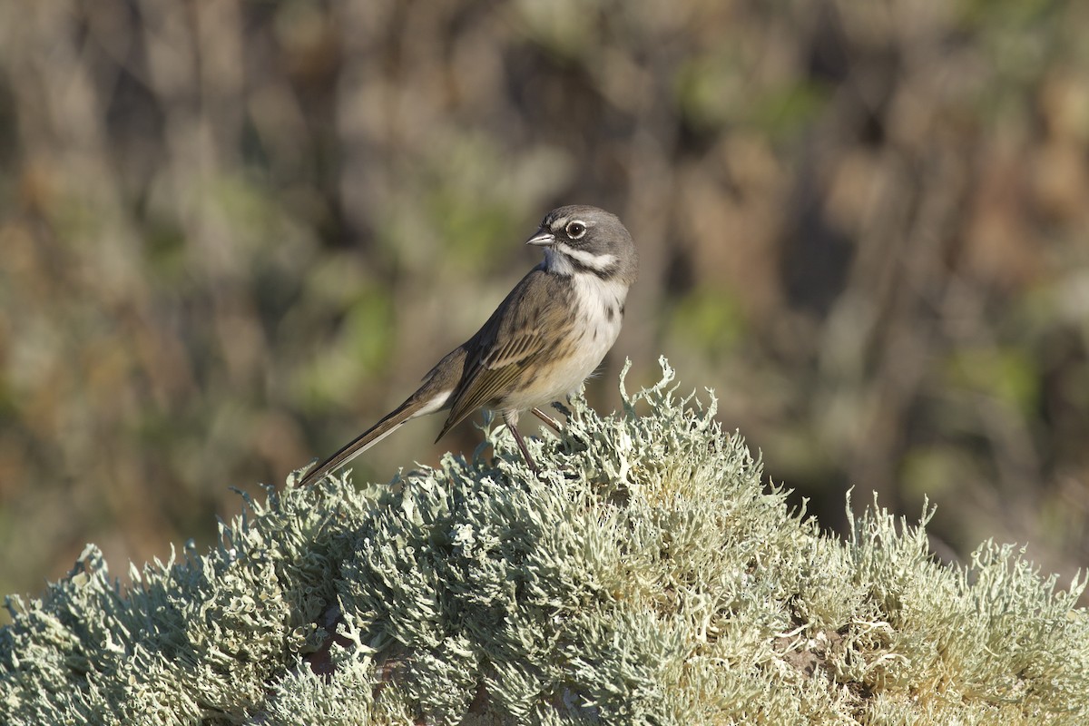 Bell's Sparrow (clementeae) - ML486261351