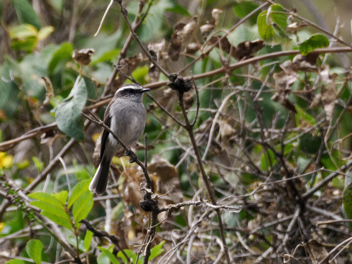 White-browed Chat-Tyrant - ML486261551