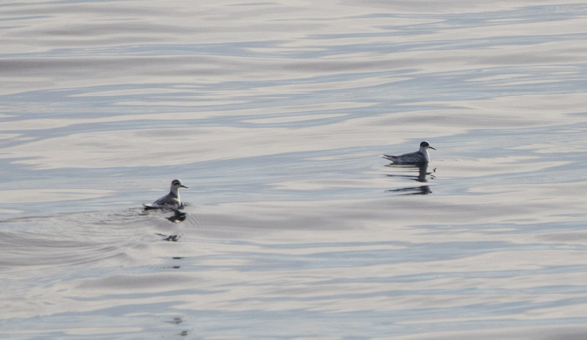 Ebird Checklist - 21 Sep 2022 - Strait Of Belle Isle--st. Barbe - Blanc 