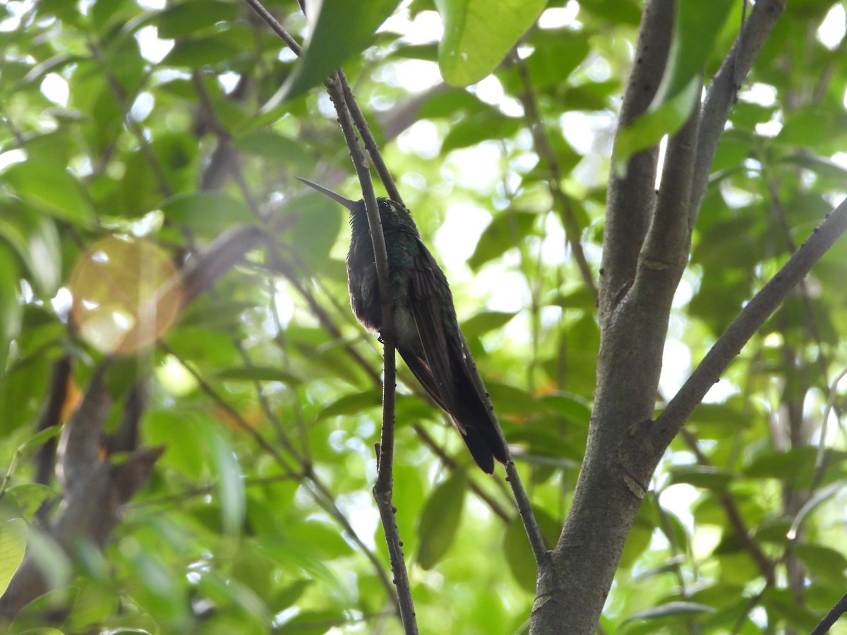 kolibřík kubánský - ML486291821