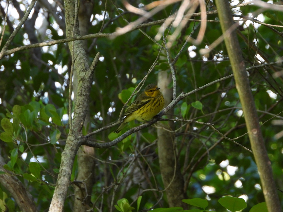 Cape May Warbler - ML486293421